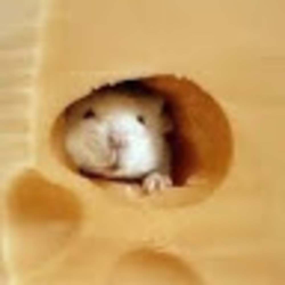 Meet your Posher, Melissa